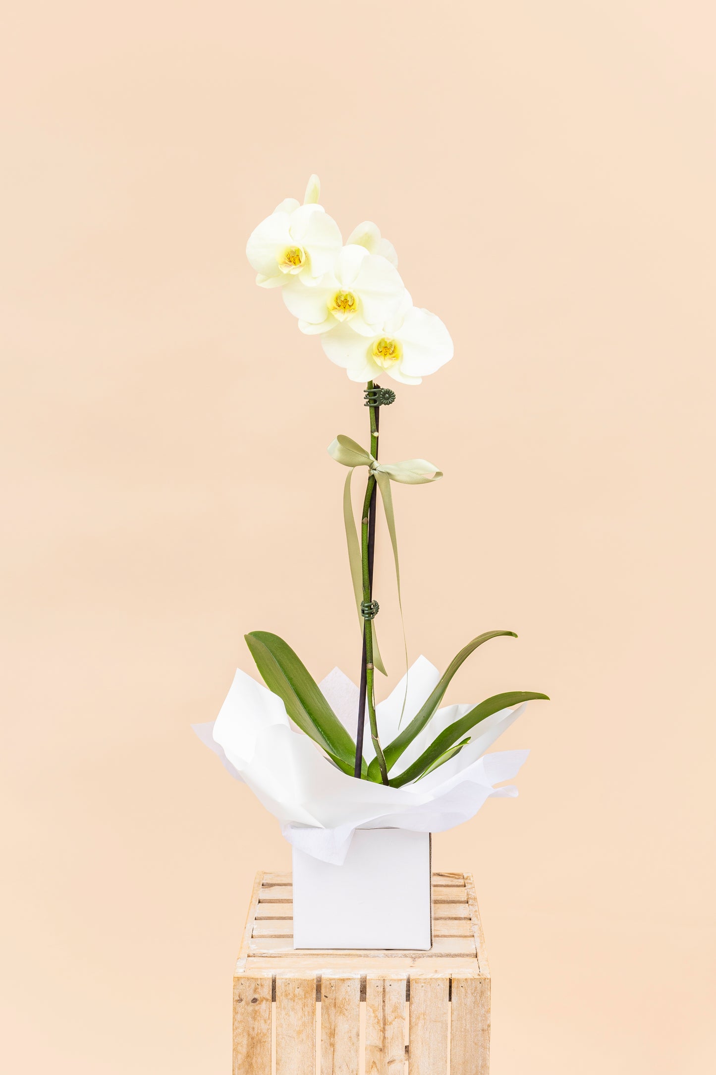 Large Orchid Plant (Vase/Ceramic Extra)