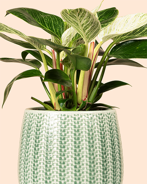 Indoor Plant Pots