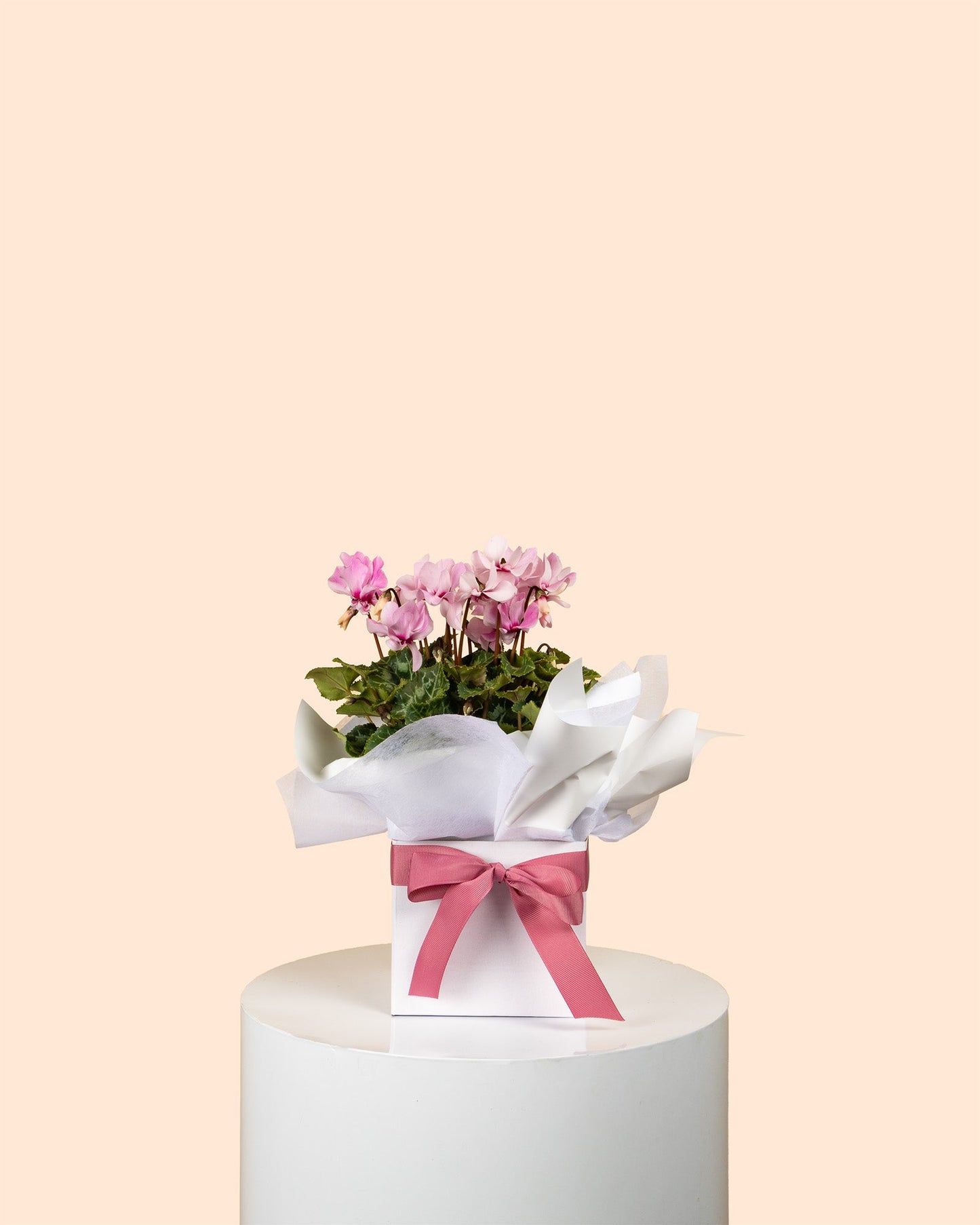 Mother's Day Plants