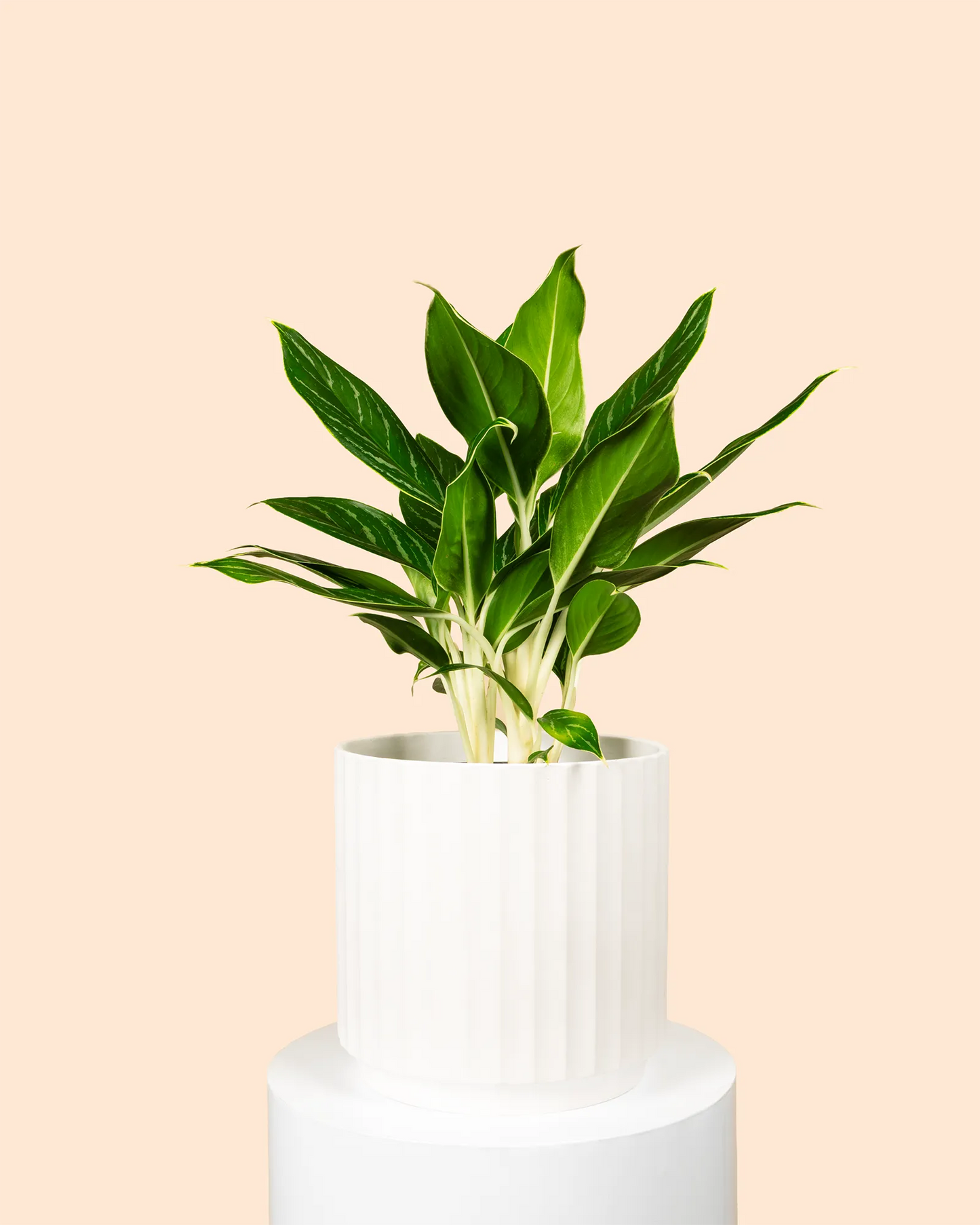 Aglaonema White Tip
