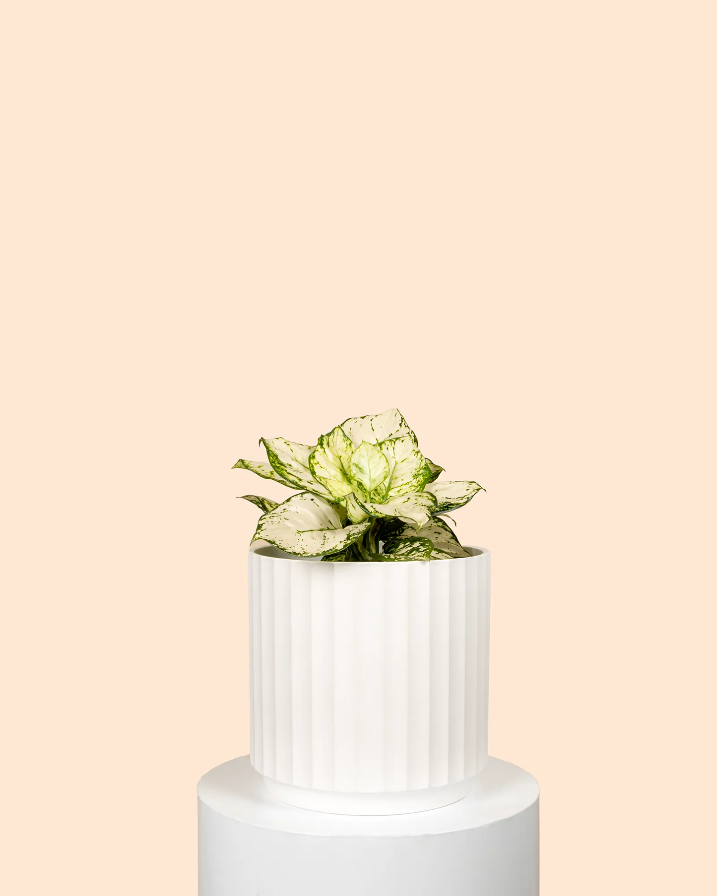 Aglaonema White Valentine