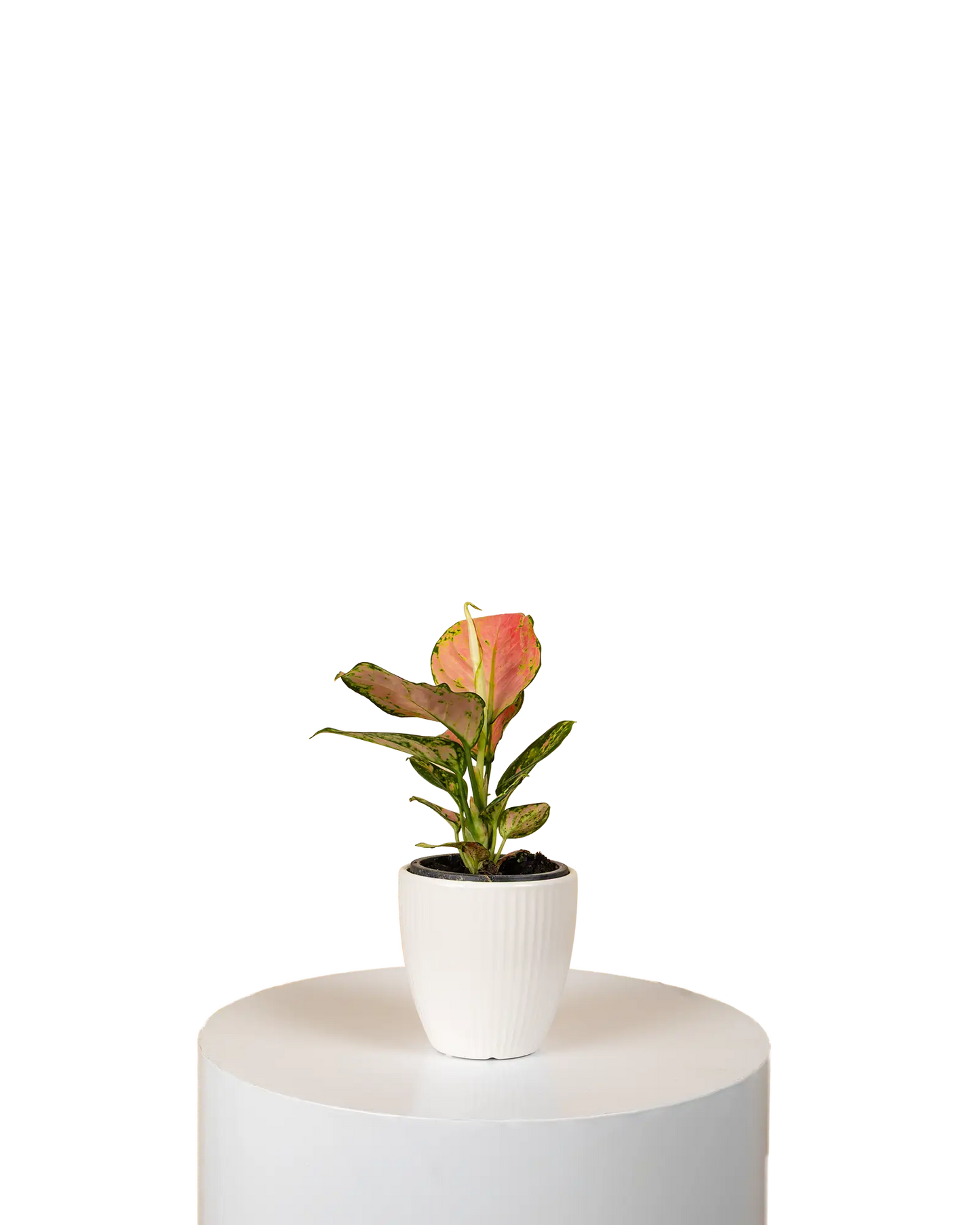 Aglaonema