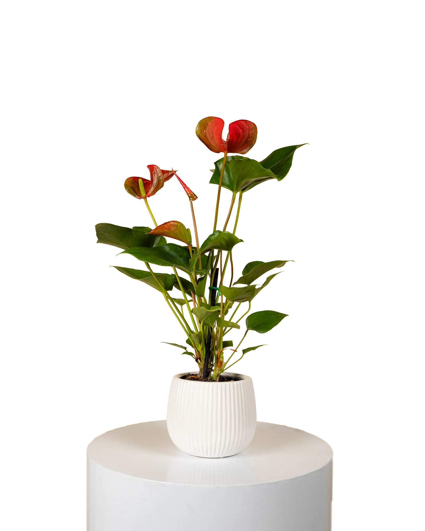 Anthurium Dynamite Red