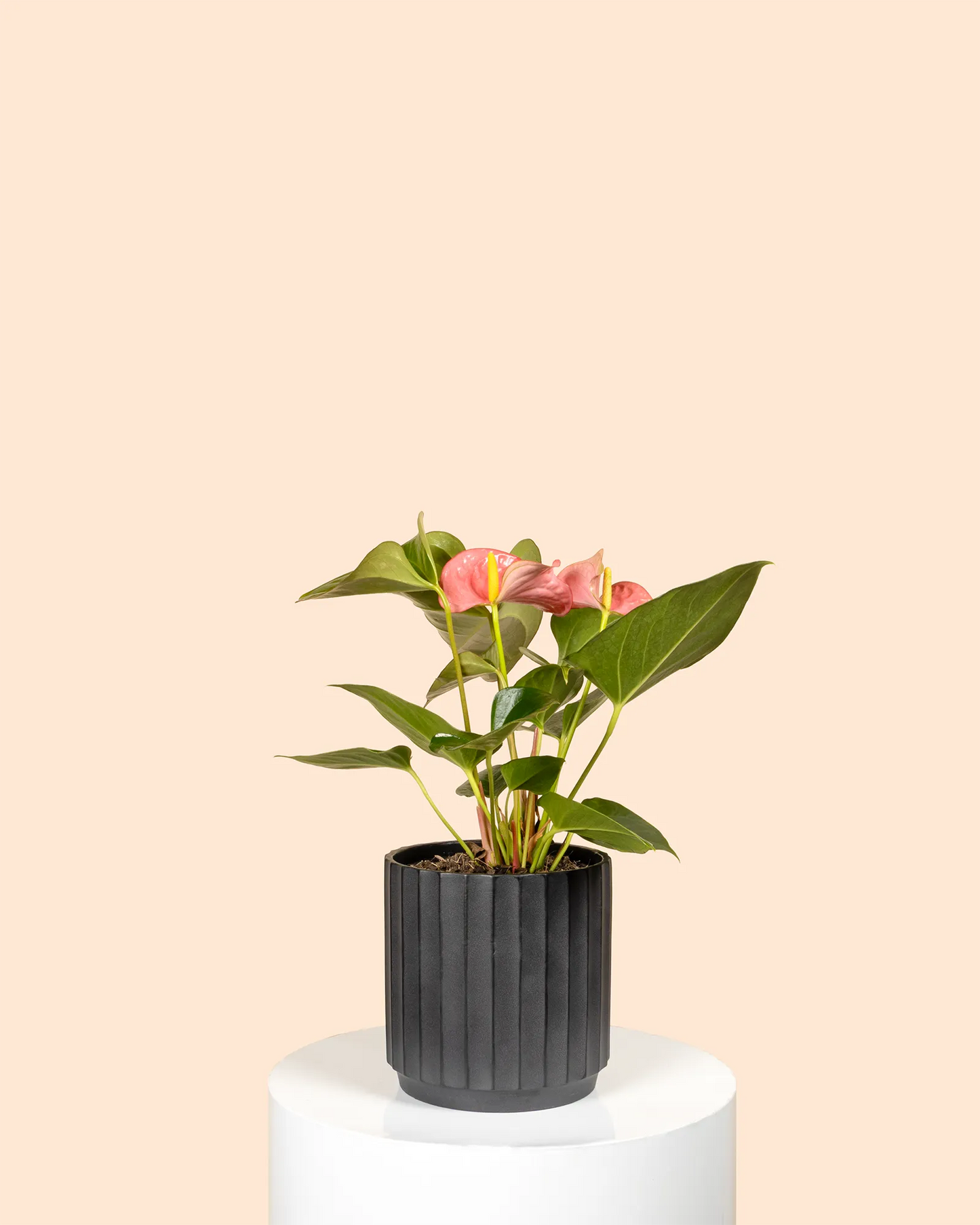 Anthurium (Pink)