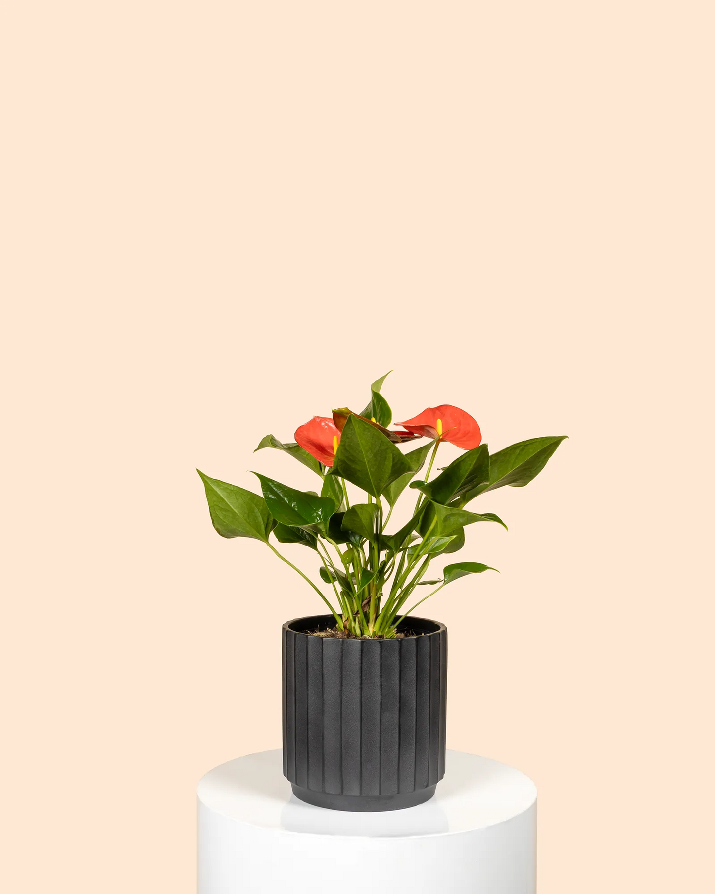 Anthurium (Red)