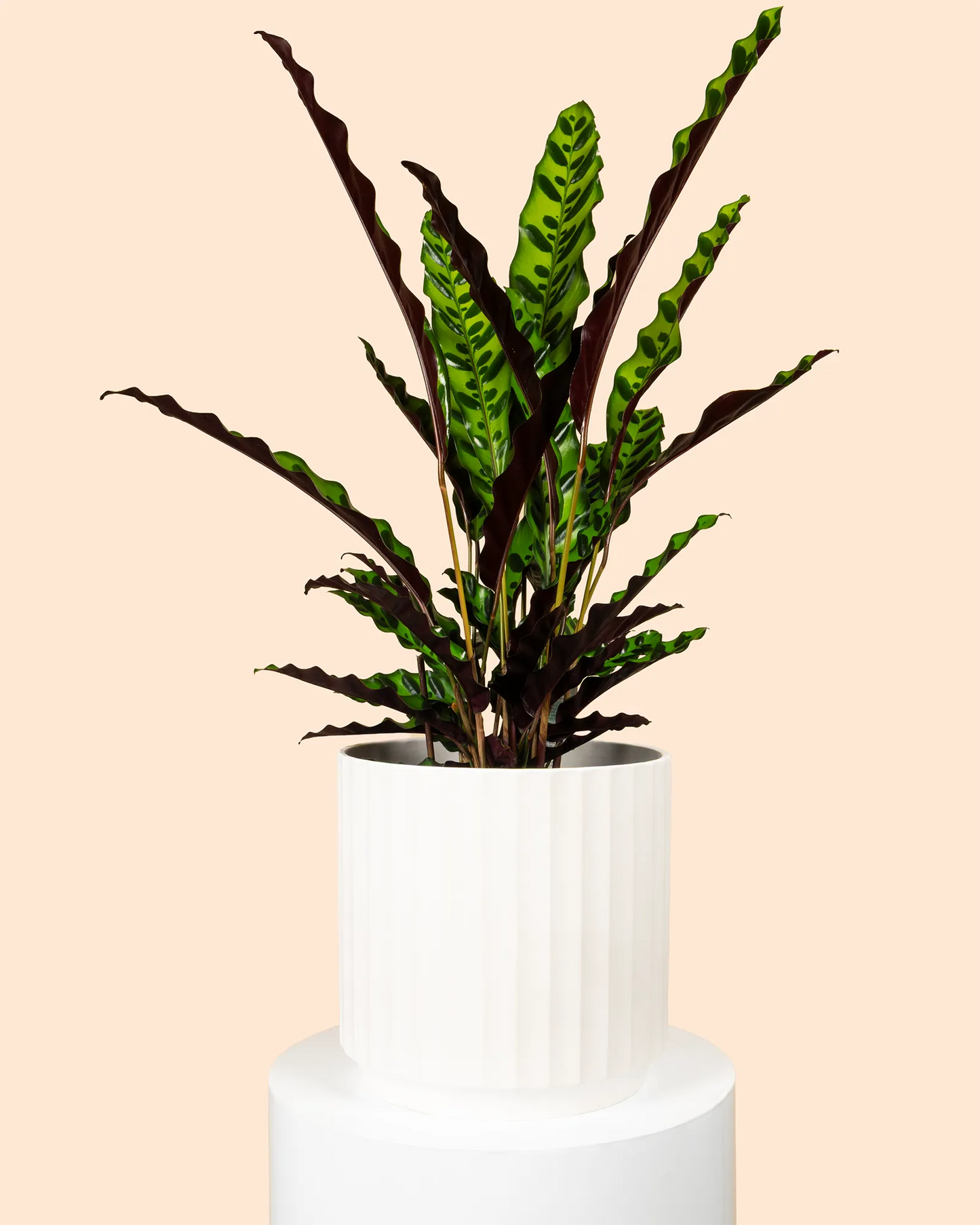 Calathea Insignis