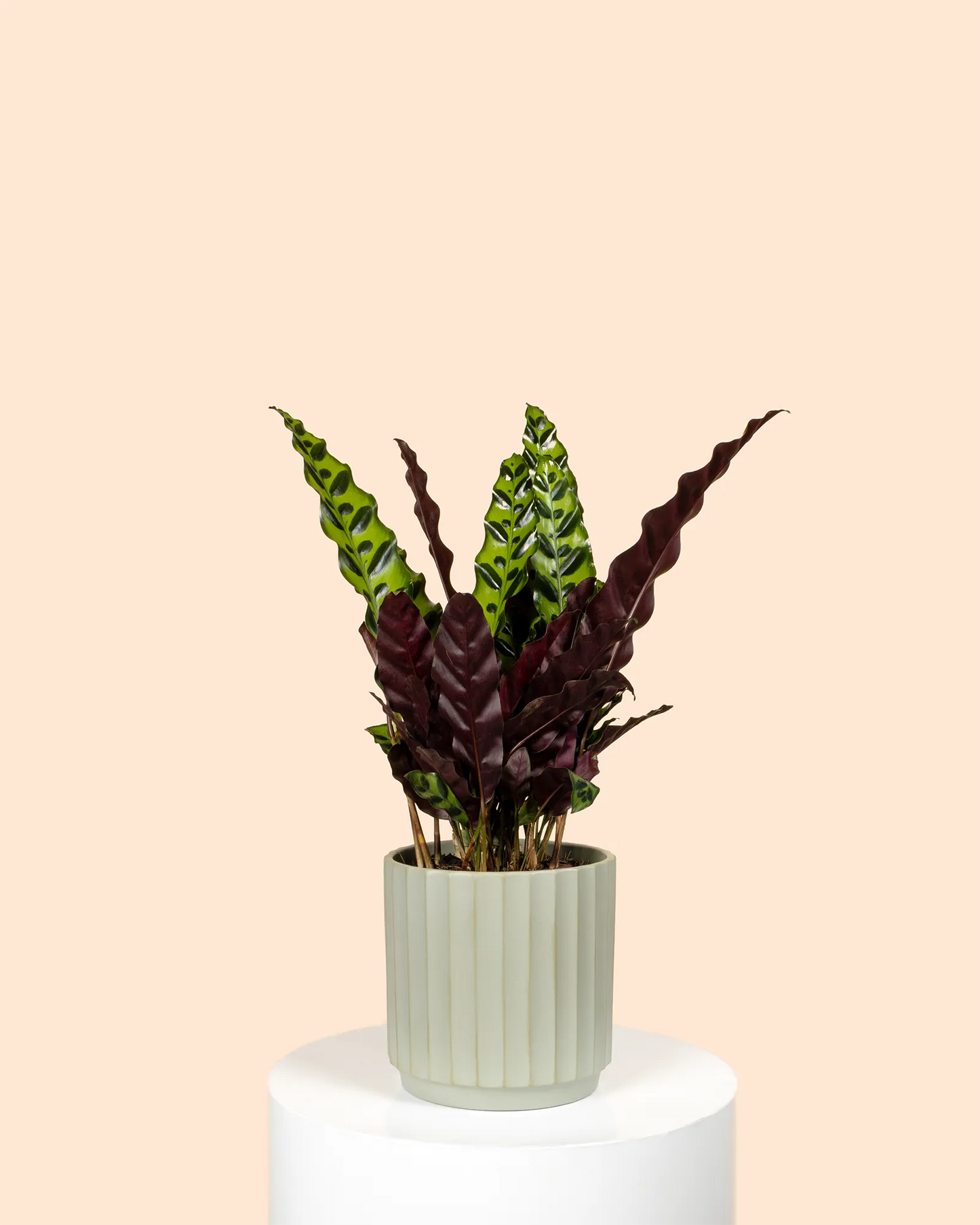 Calathea Insignis