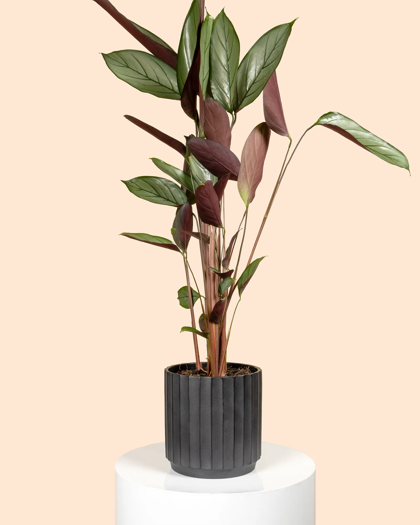 Ctenanthe Grey Star
