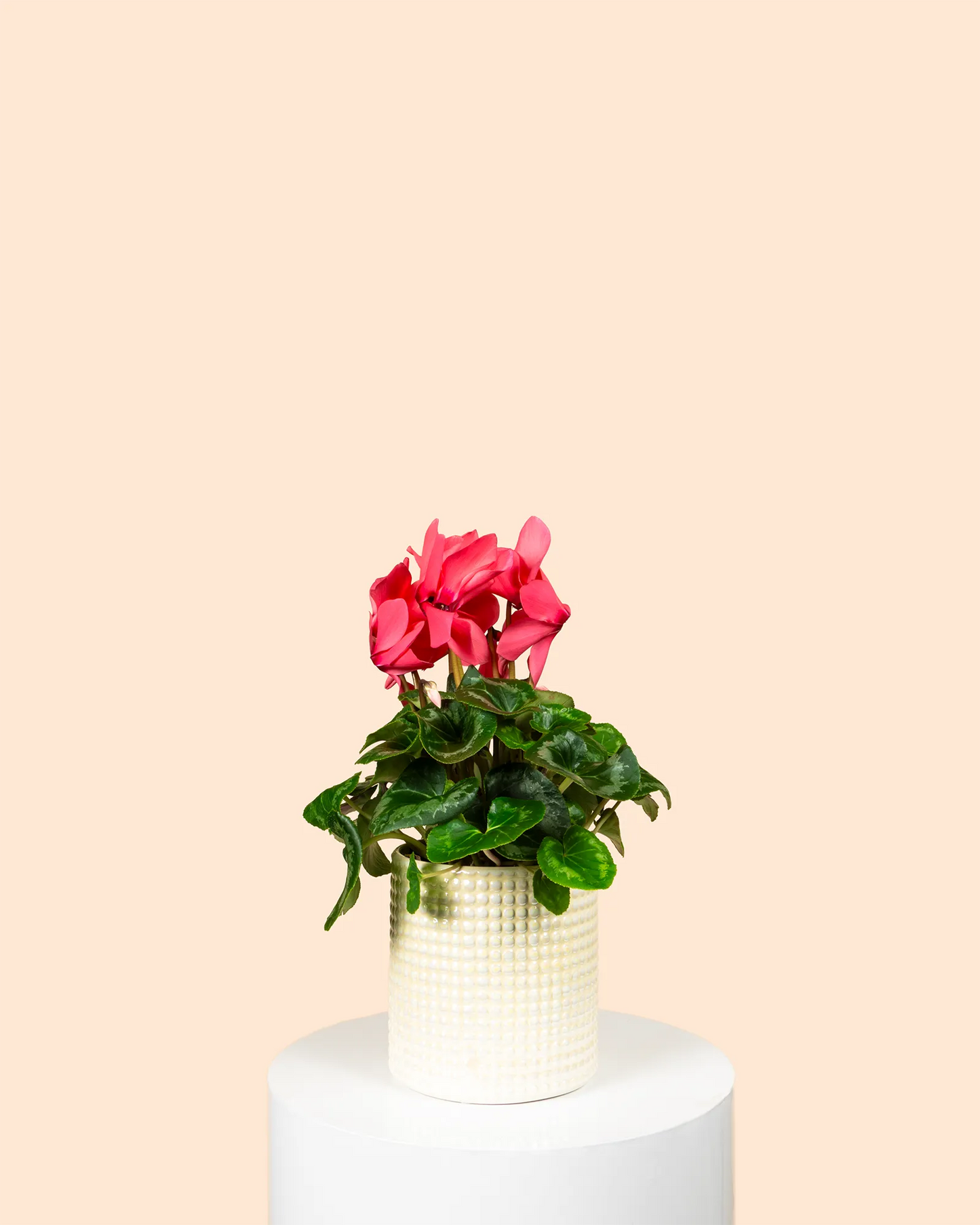 Cyclamen Persicum