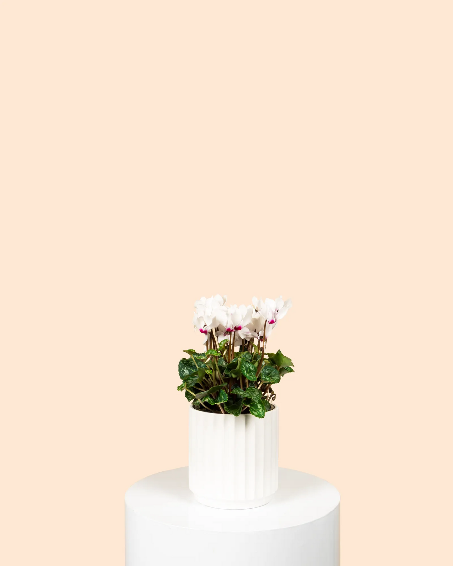 Cyclamen Persicum Victoria (Absolu de Morel)