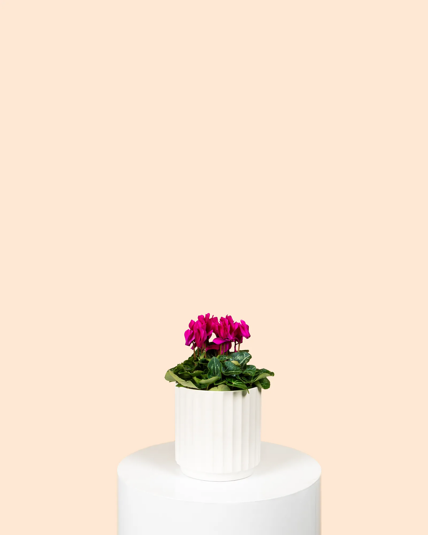 Cyclamen Persicum