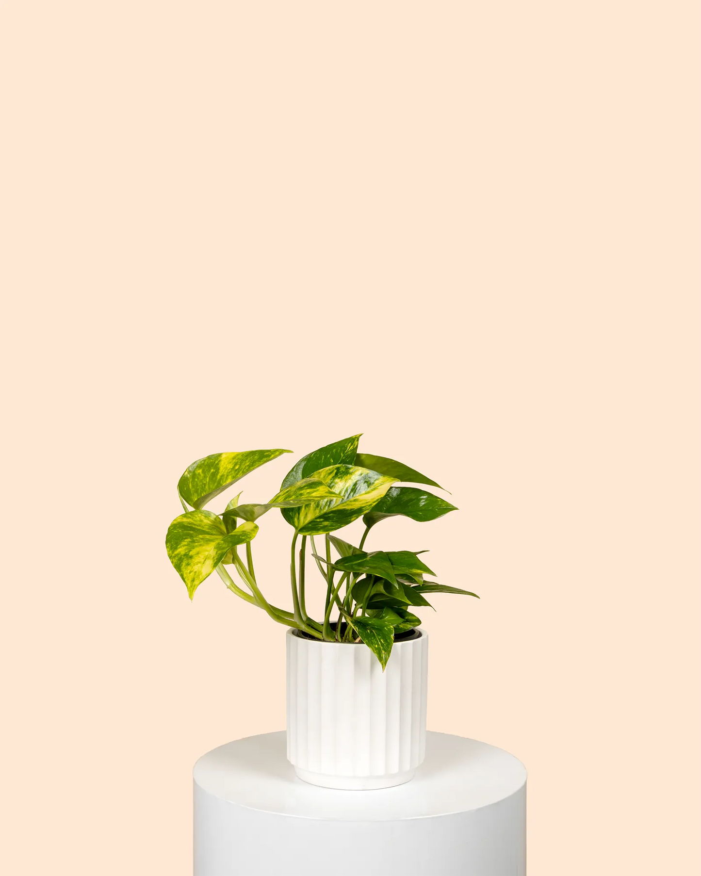 Epipremnum aureum Green Gold