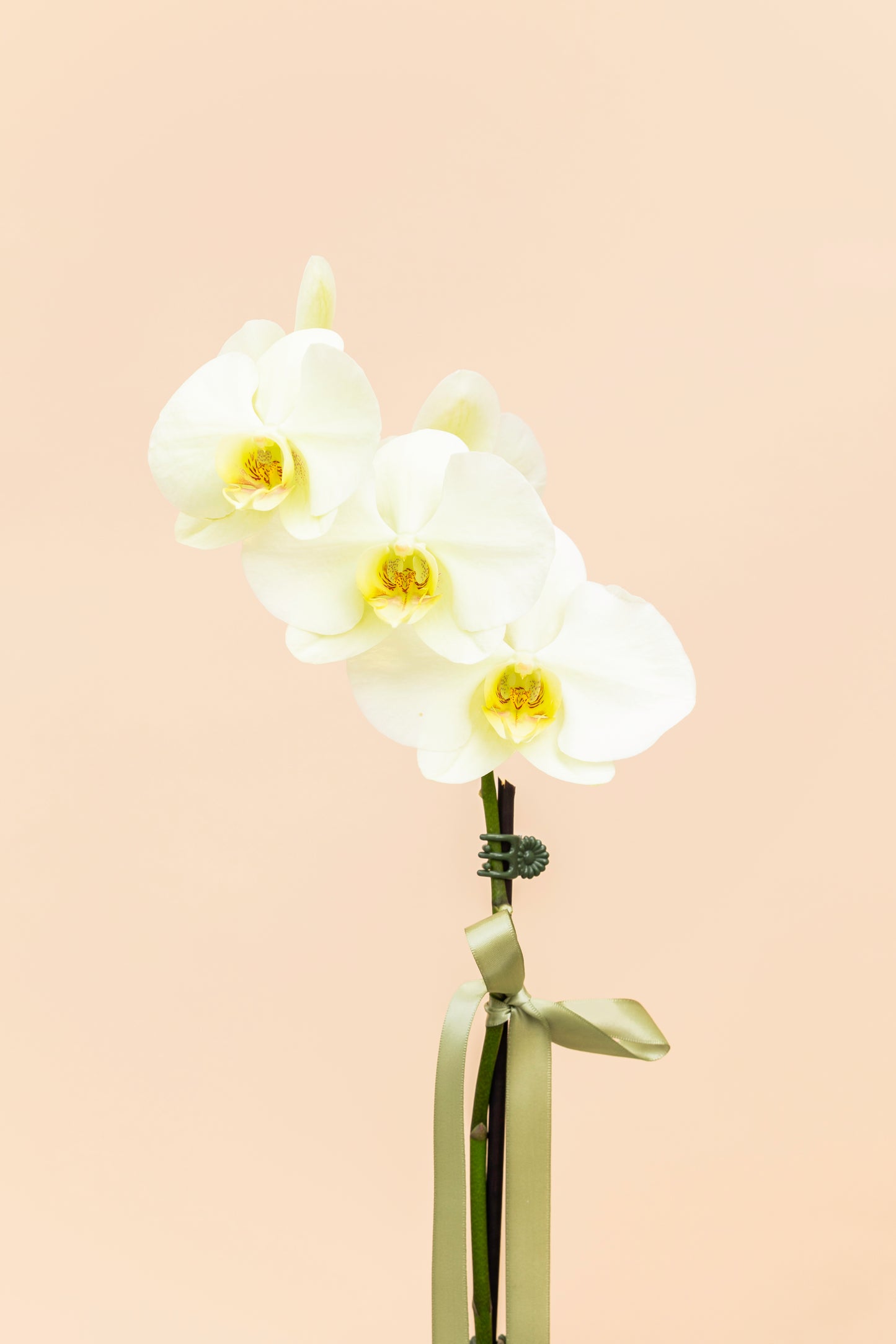 Large Orchid Plant (Vase/Ceramic Extra)