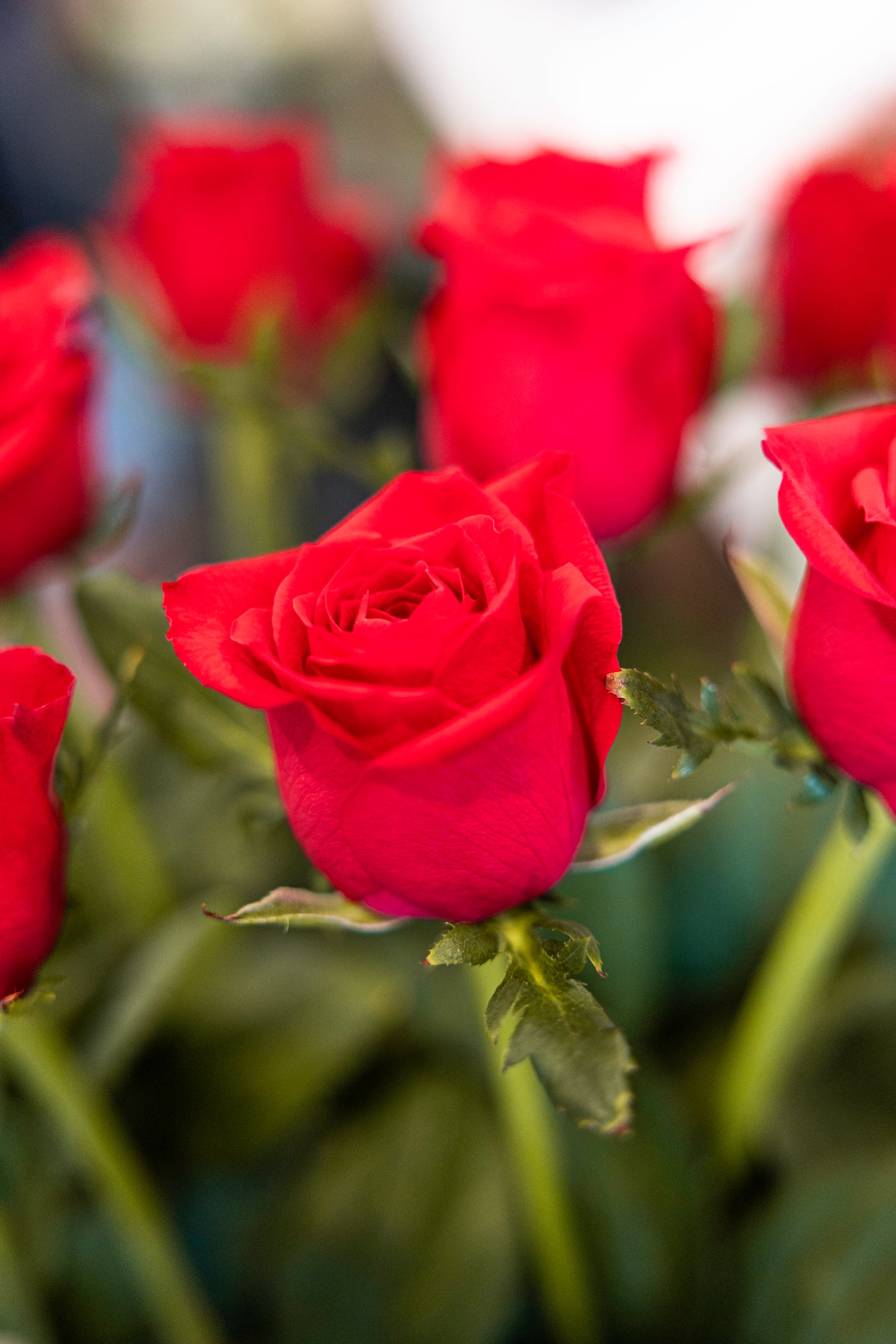 Load image into Gallery viewer, 18 Heart Strings - Long Stem Red Roses
