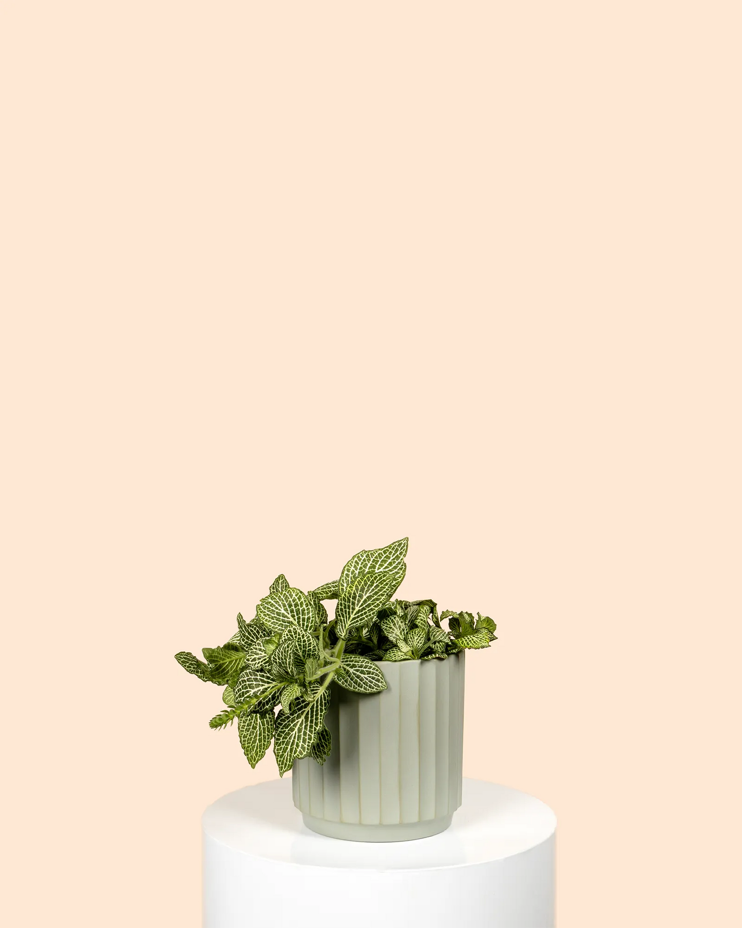 Fittonia Tiger
