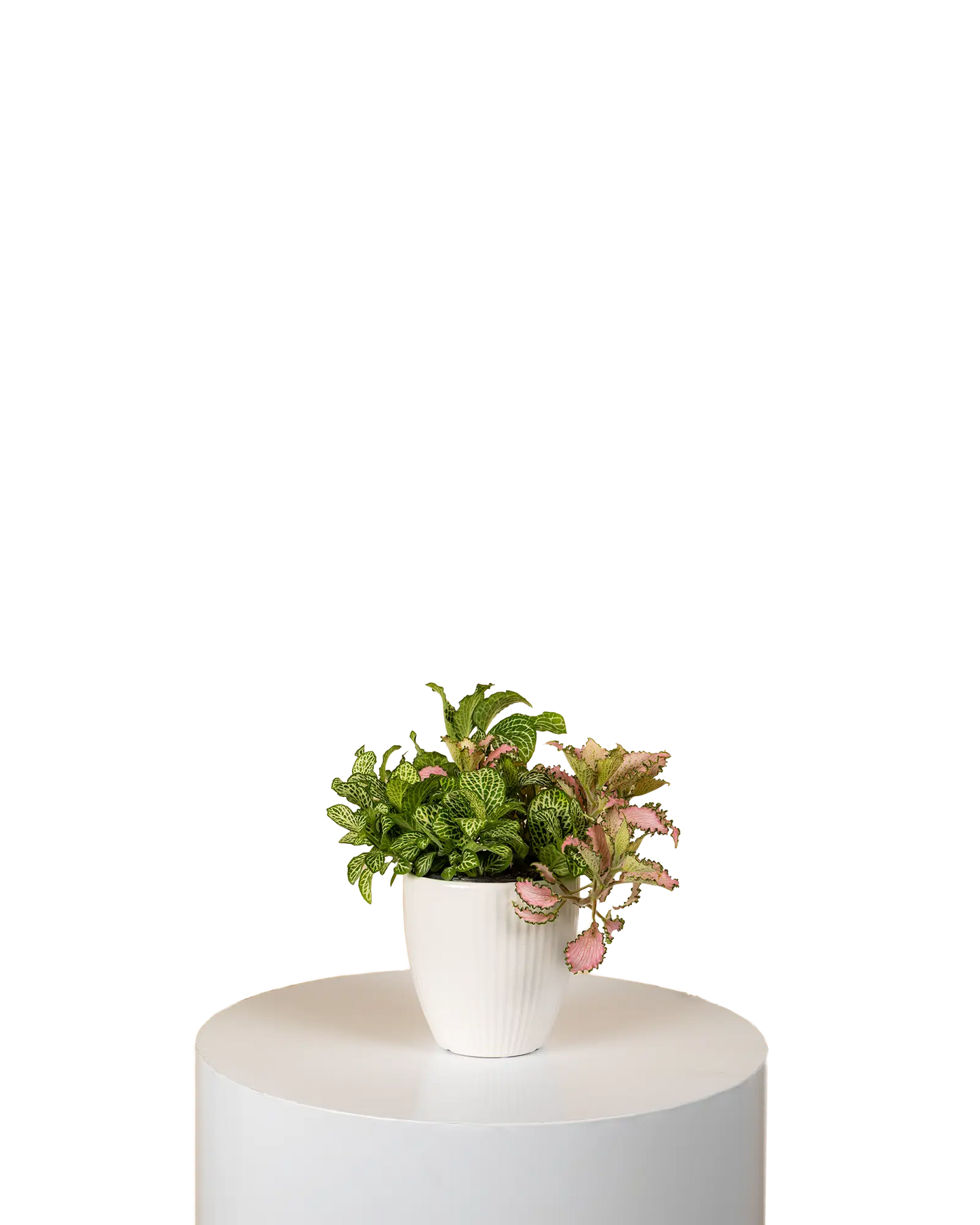 Fittonia Duo (Pink/White)