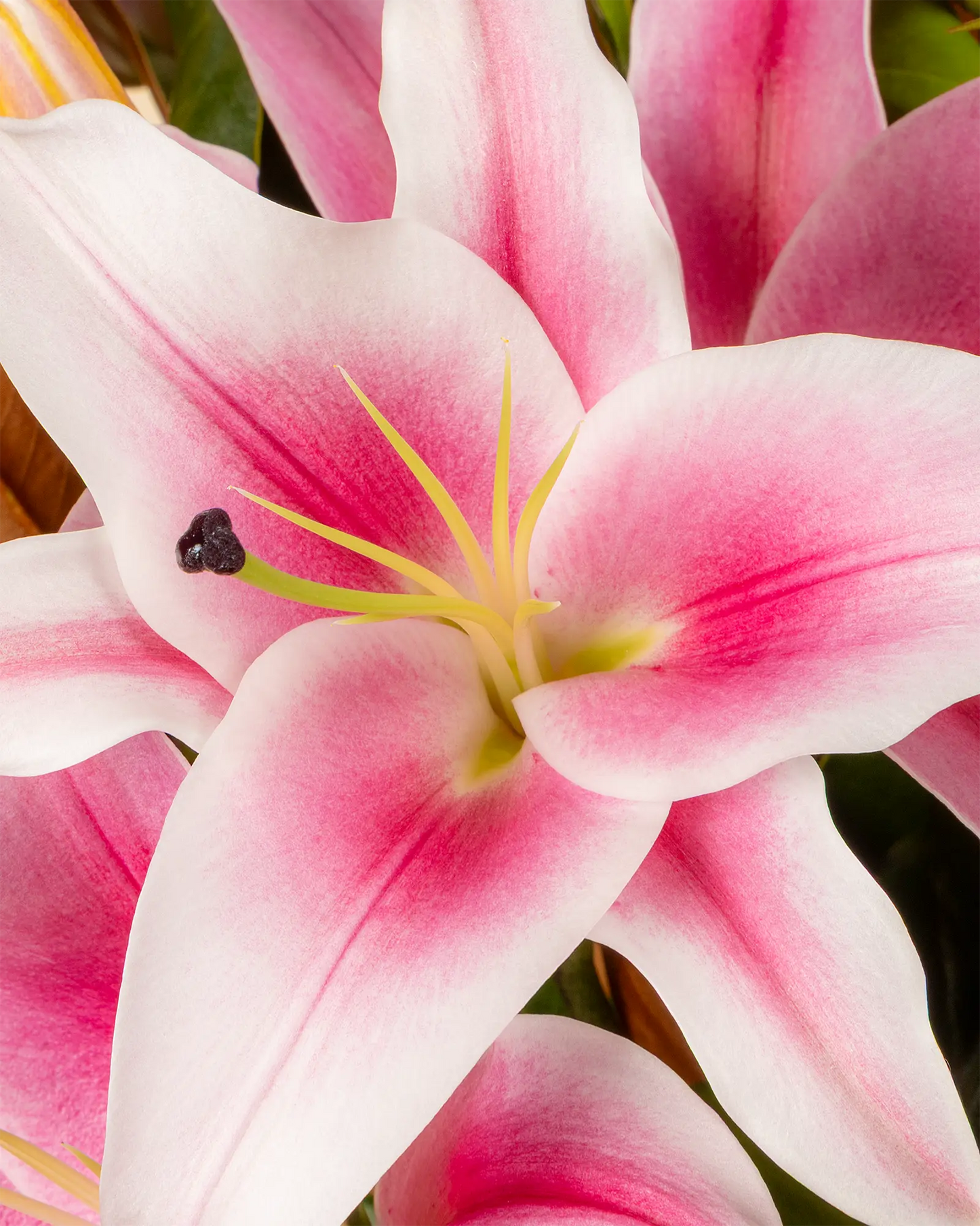 Luxe Lily (Premium)