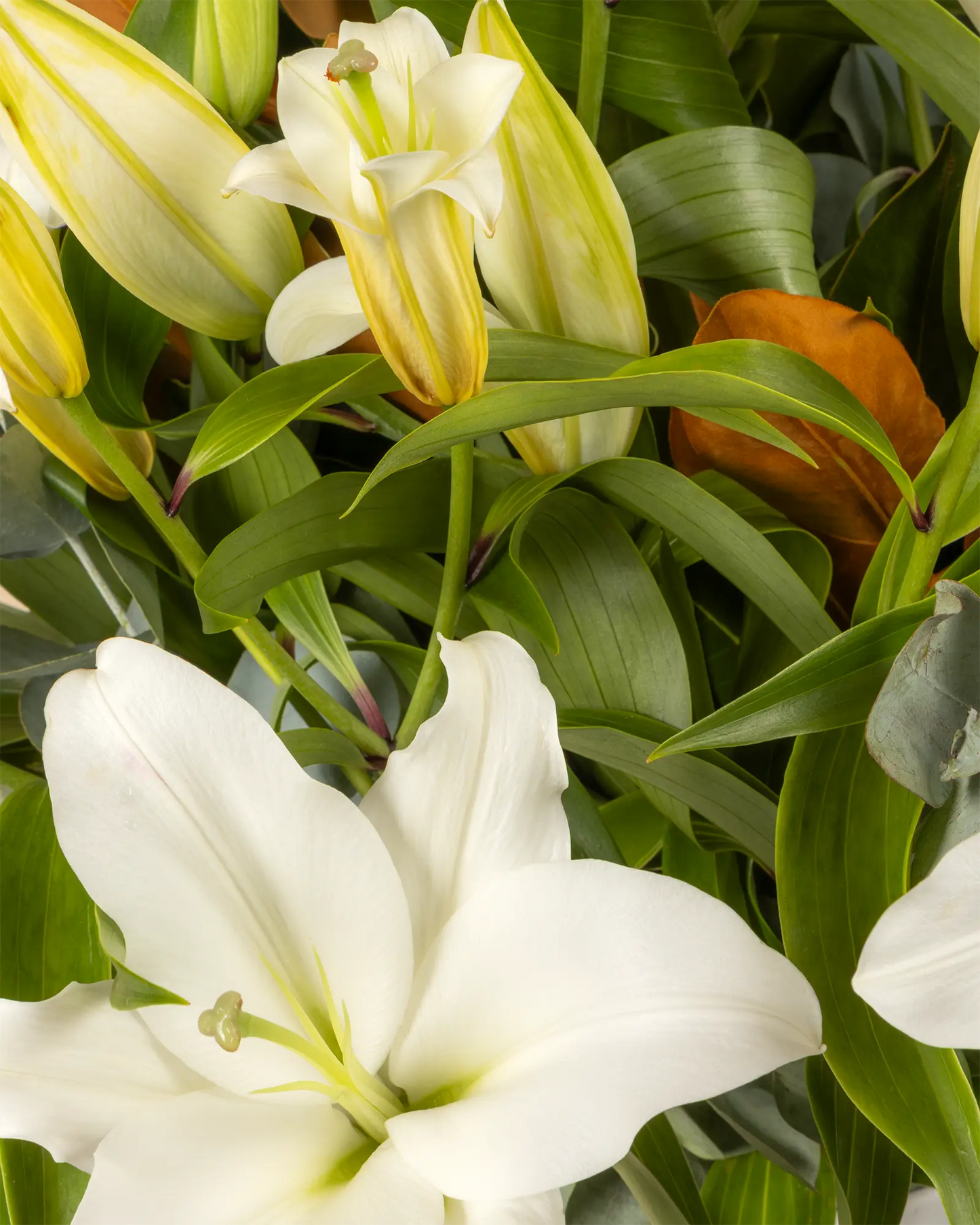 Luxe Lily (Signature)