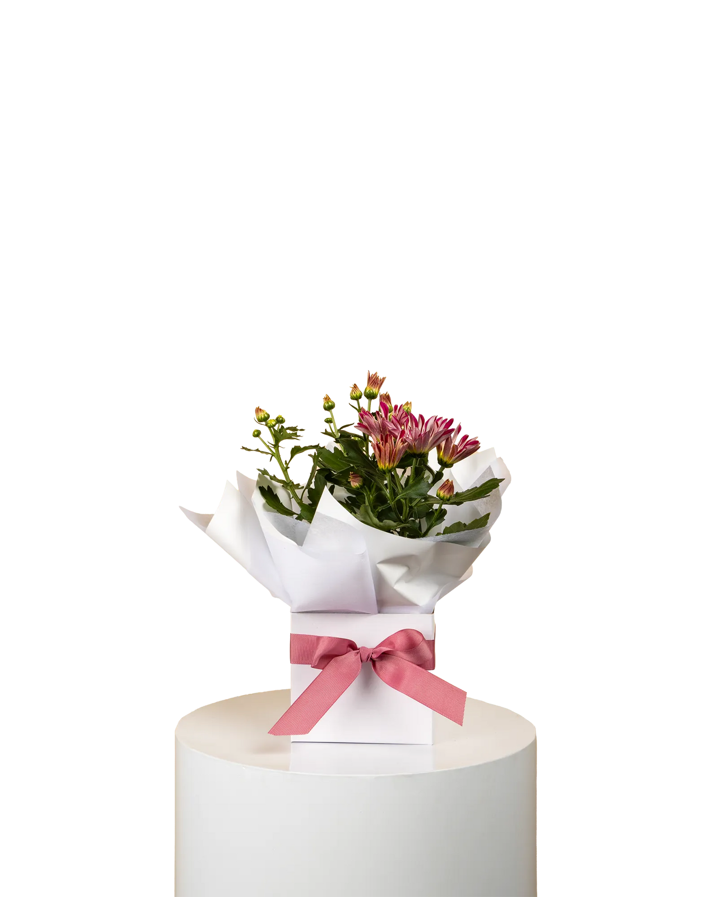 Mother's Day Chrysanthemum