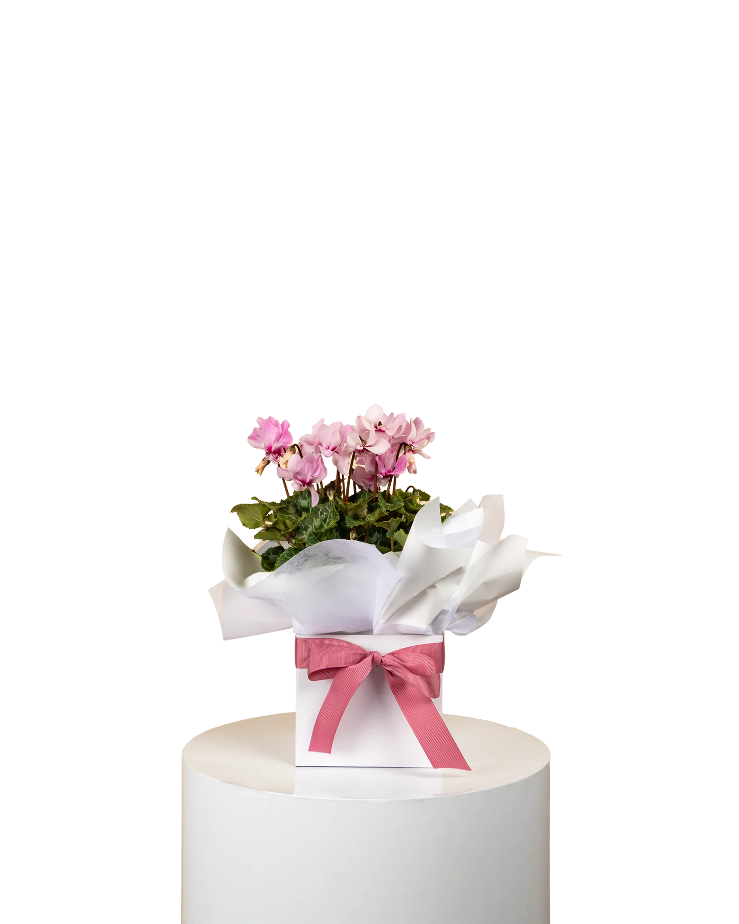 Mother's Day Cyclamen