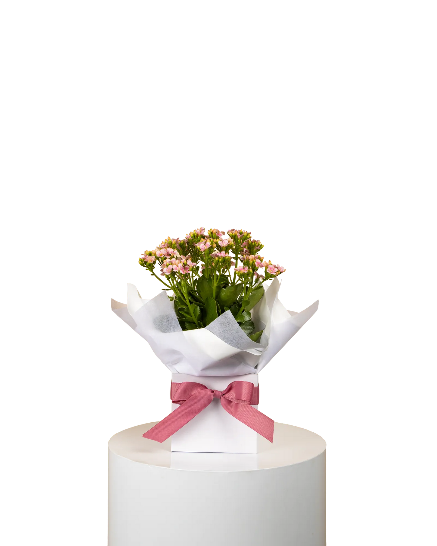 Mother's Day Kalanchoe