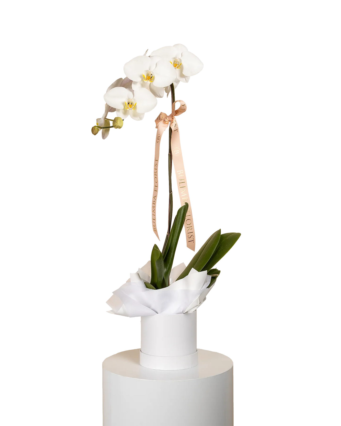 Orchid Plant (Various Colours)