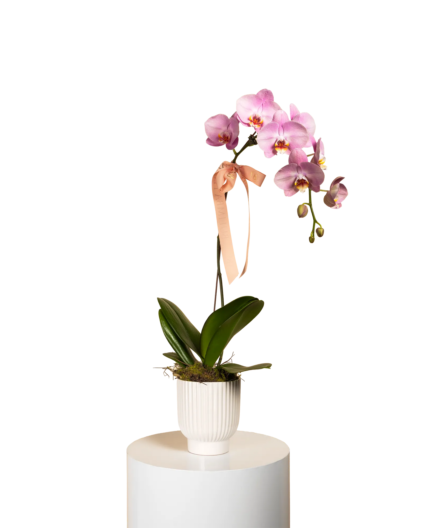 Orchid Plant (Various Colours)