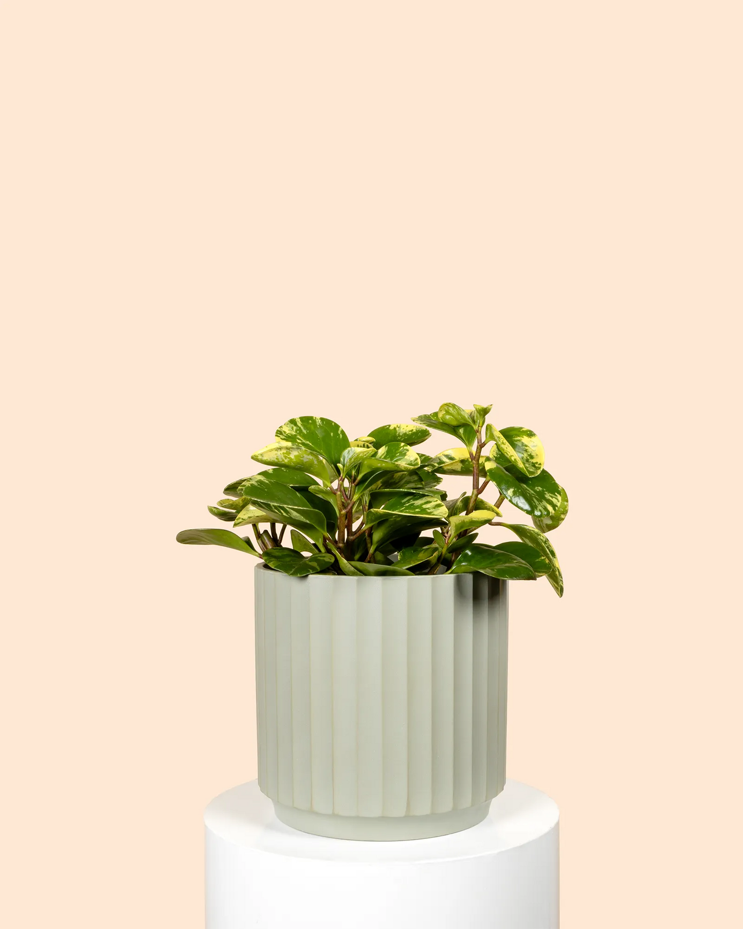 Peperomia Obtusifolia Marble