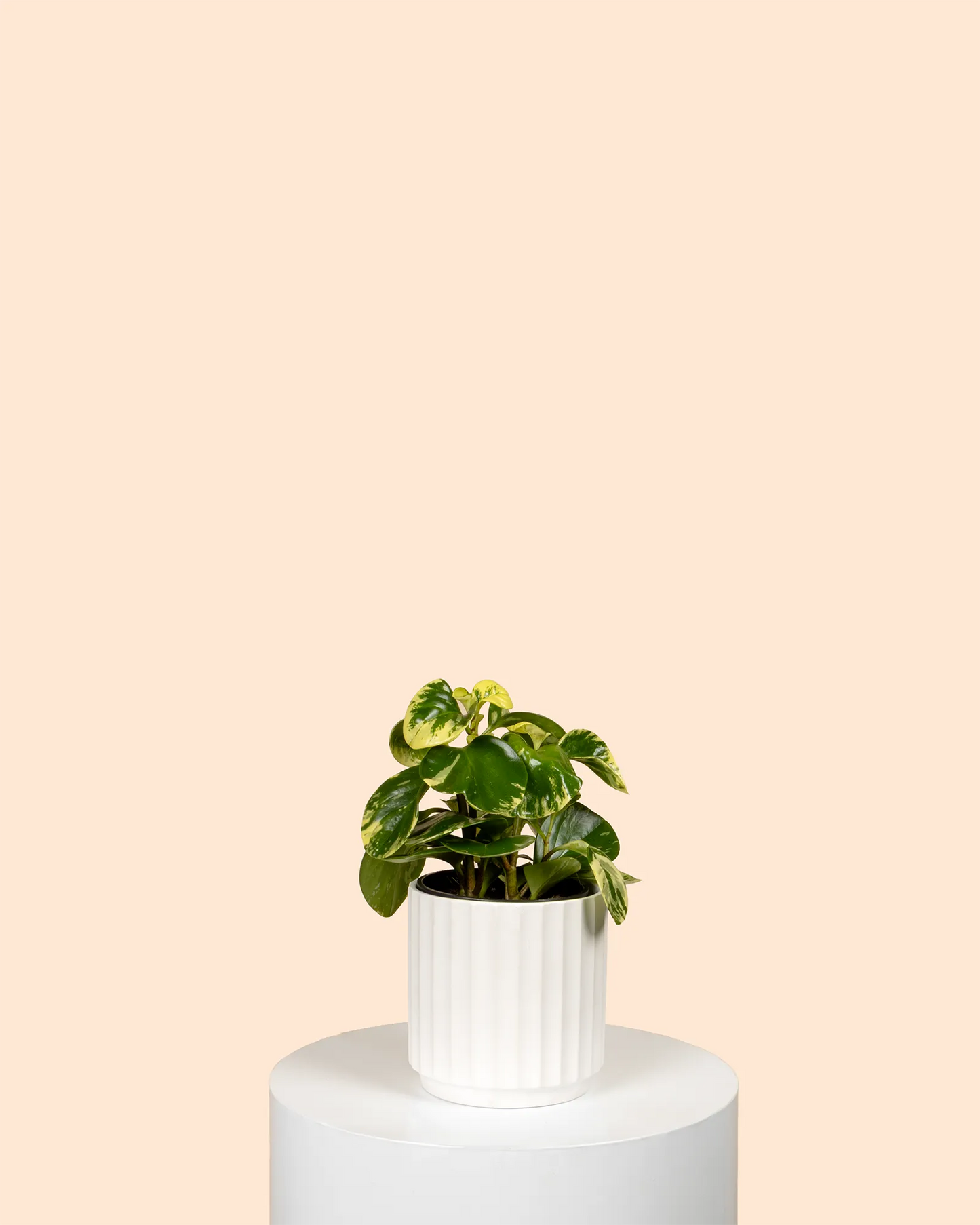 Peperomia Obtusifolia Marble