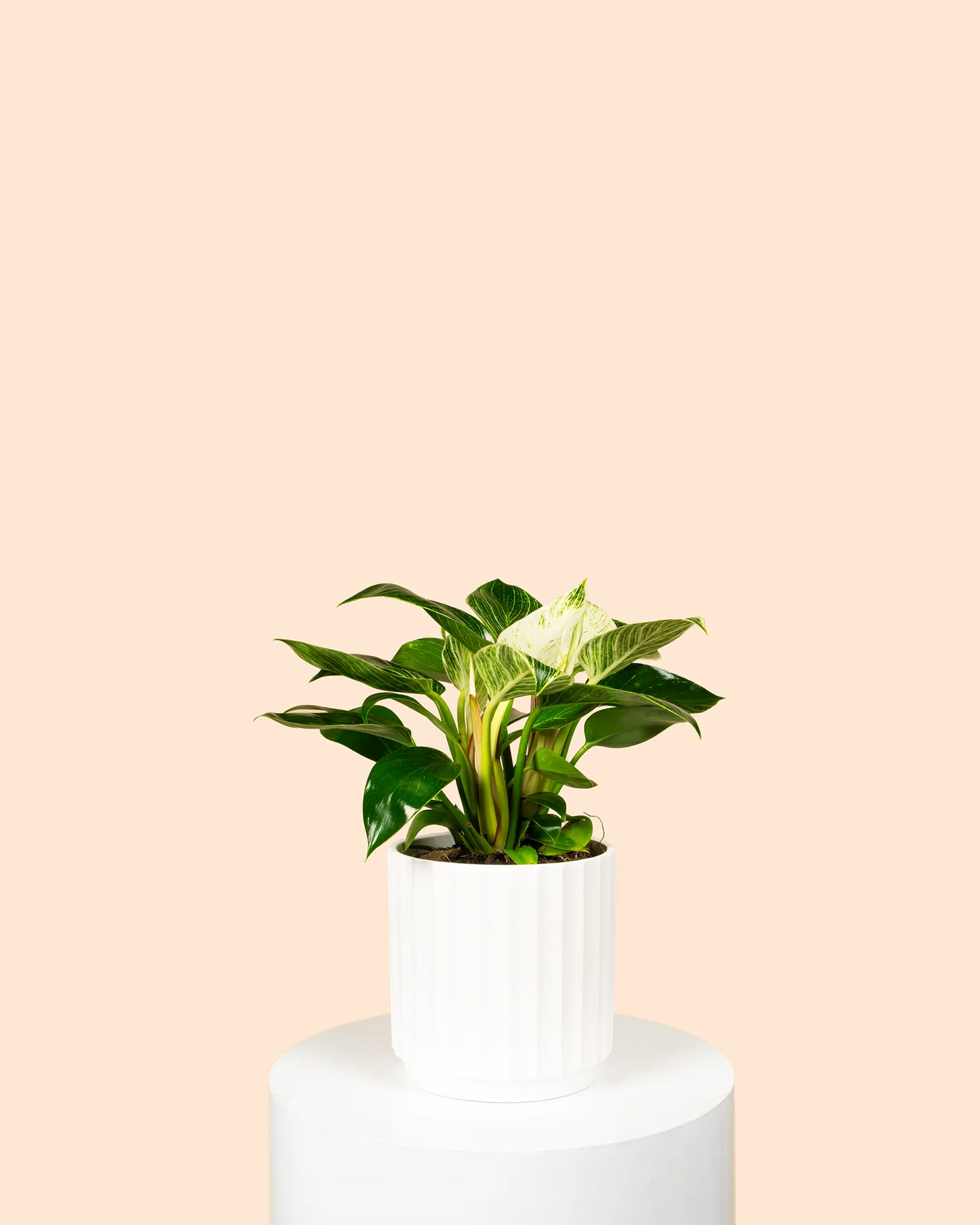 Philodendron Birkin