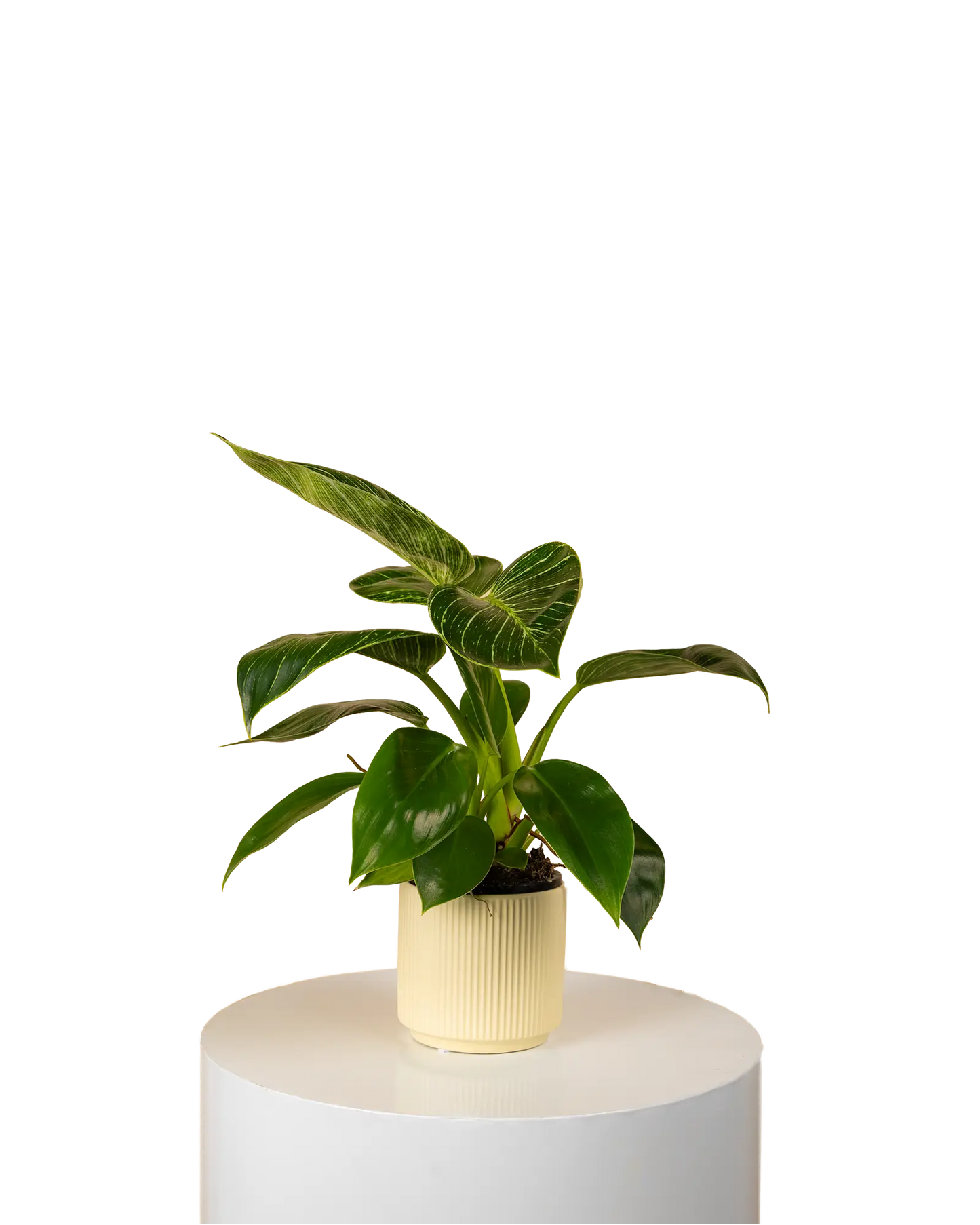 Philodendron Birkin