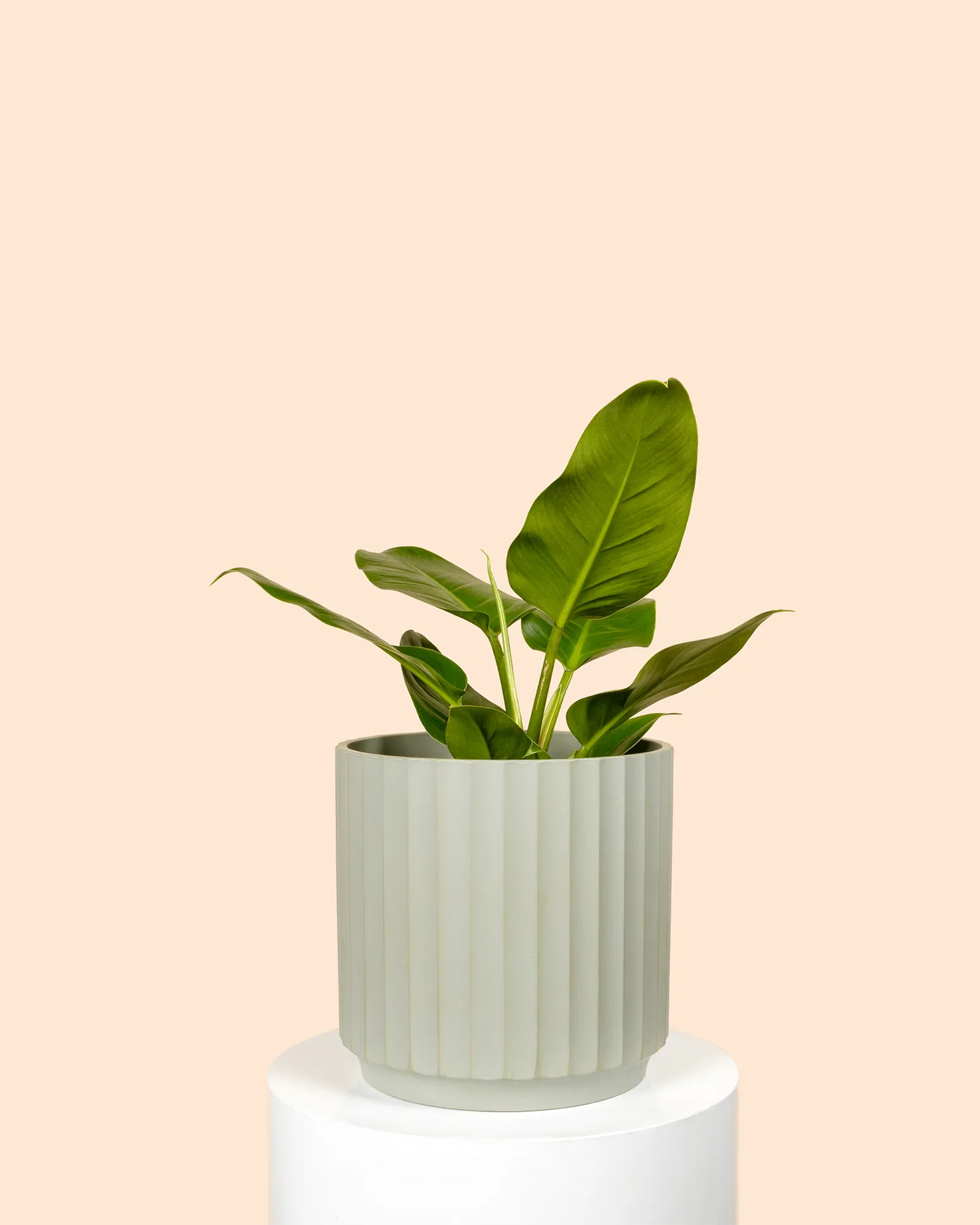 Philodendron Congo Green