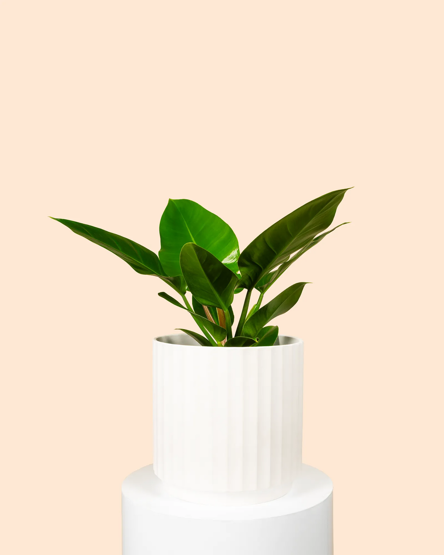 Philodendron Imperial Green
