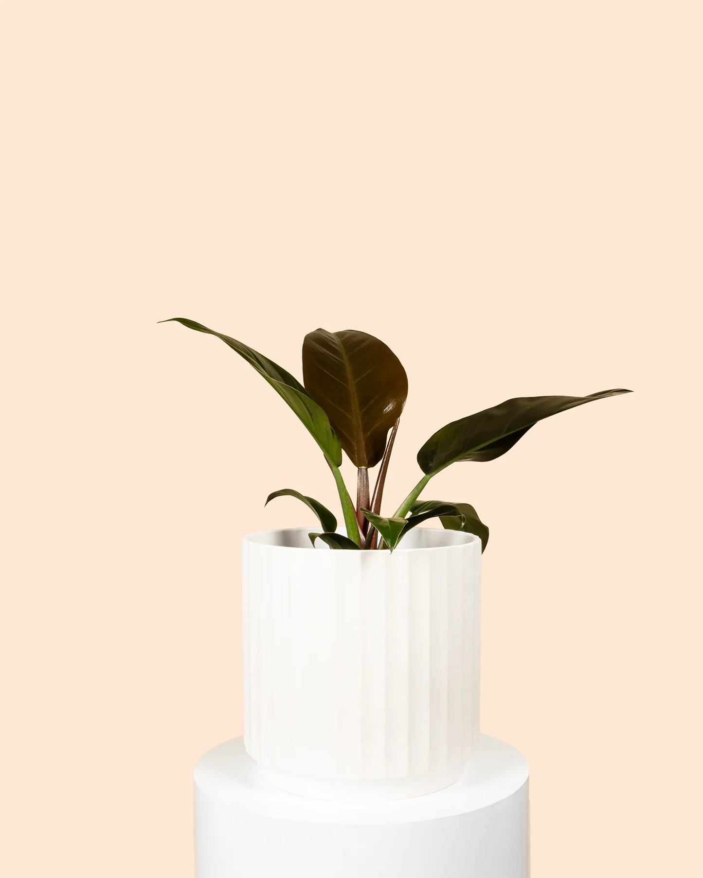 Philodendron Imperial Red