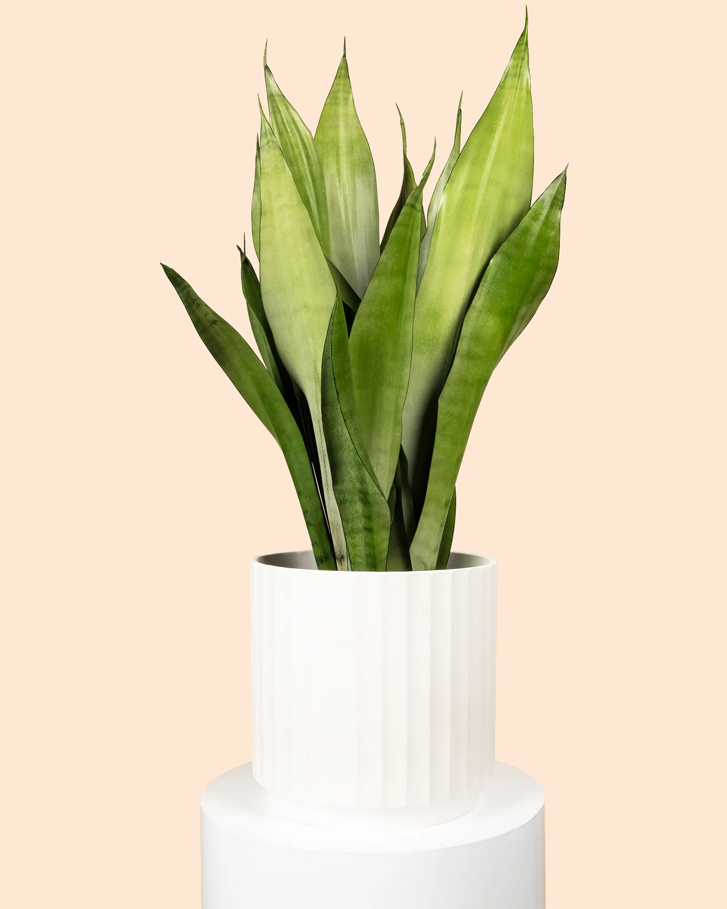 Sanseveria Moonshine
