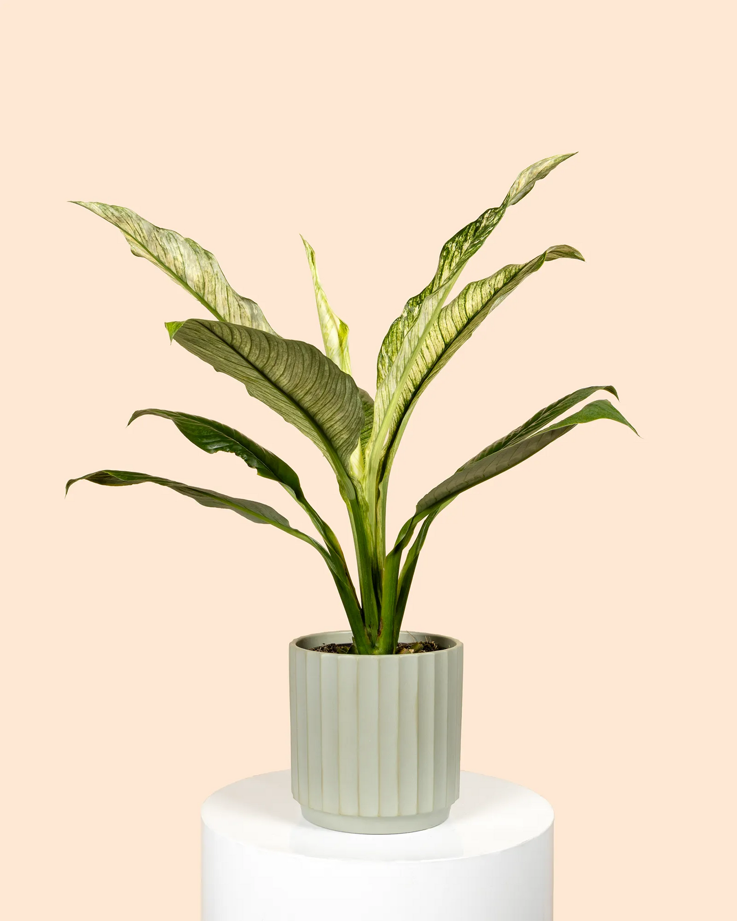 Spathiphyllum Jessica (Peace Lily)