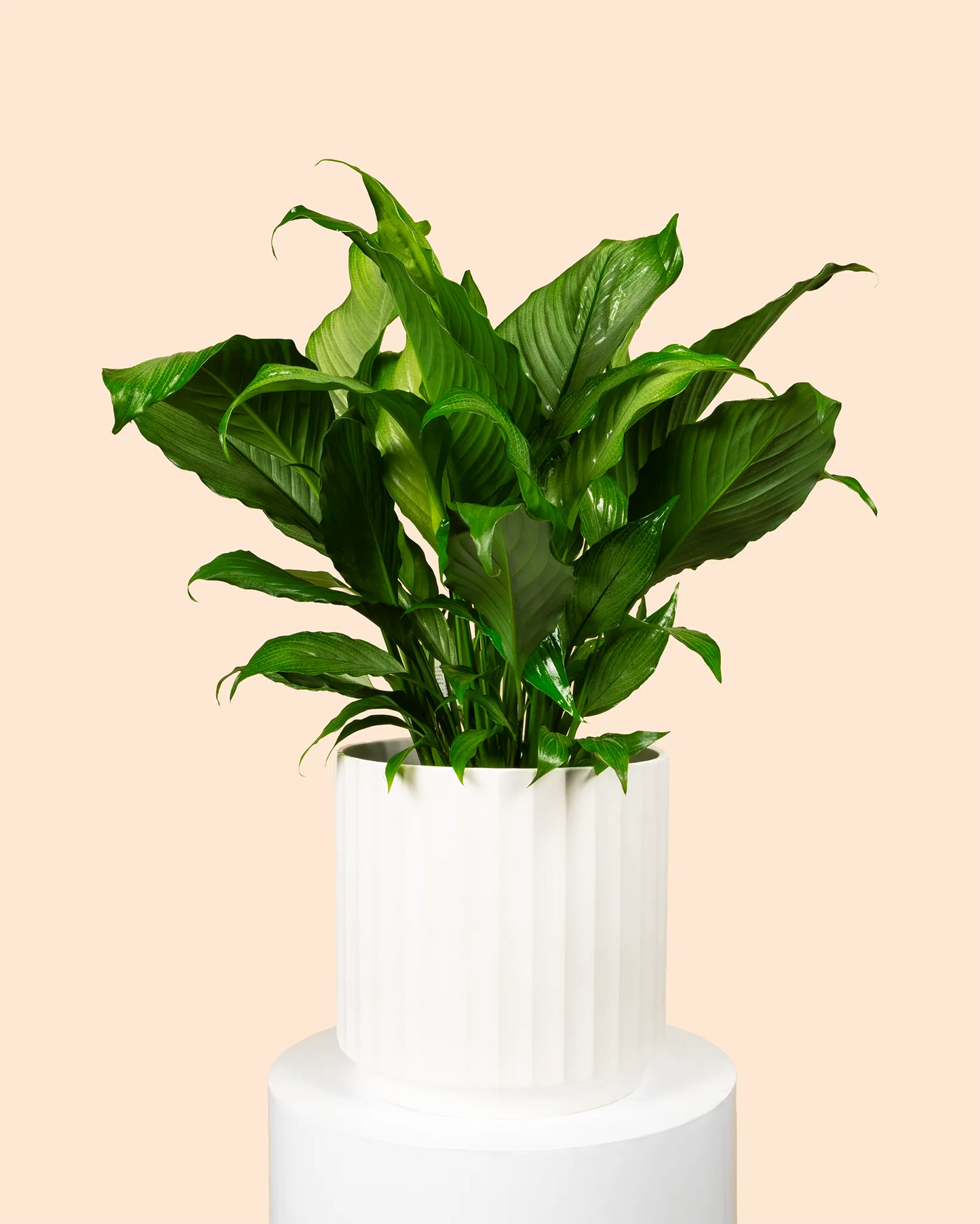 Spathiphyllum Platinum Mist