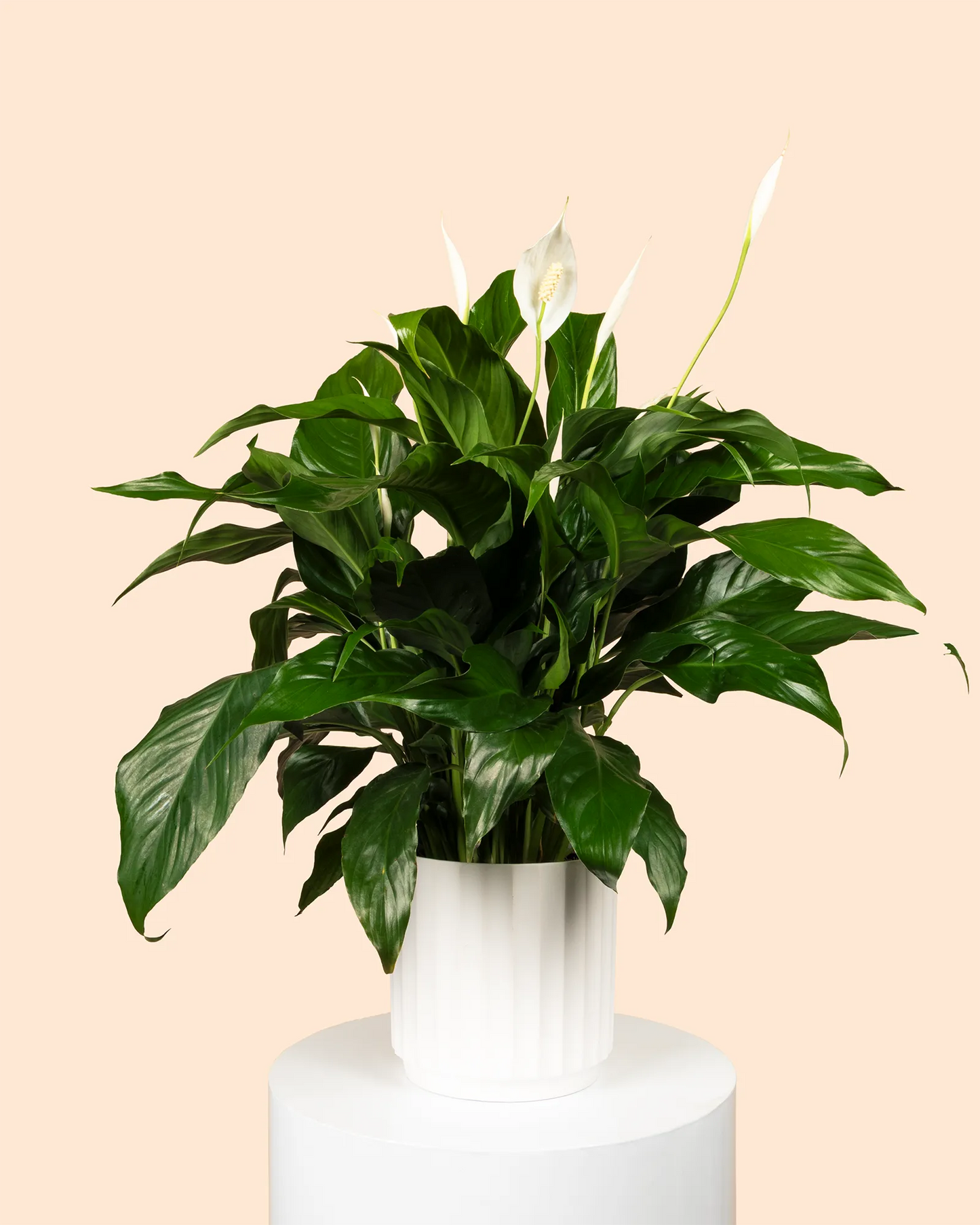 Spathiphyllum Rocco (Peace Lily)