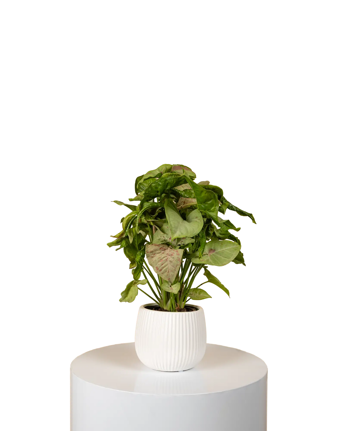 Syngonium Confetti
