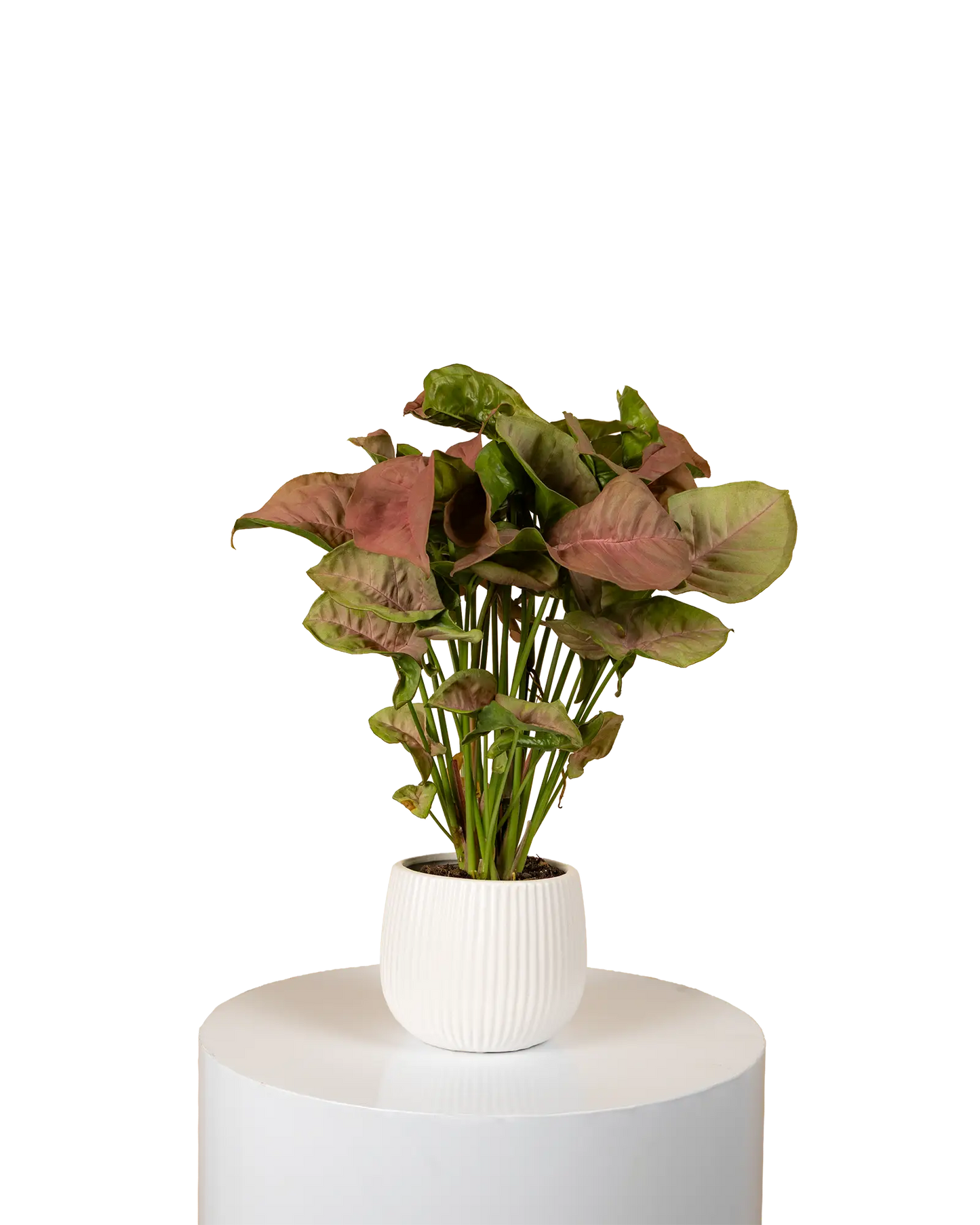 Syngonium Neon