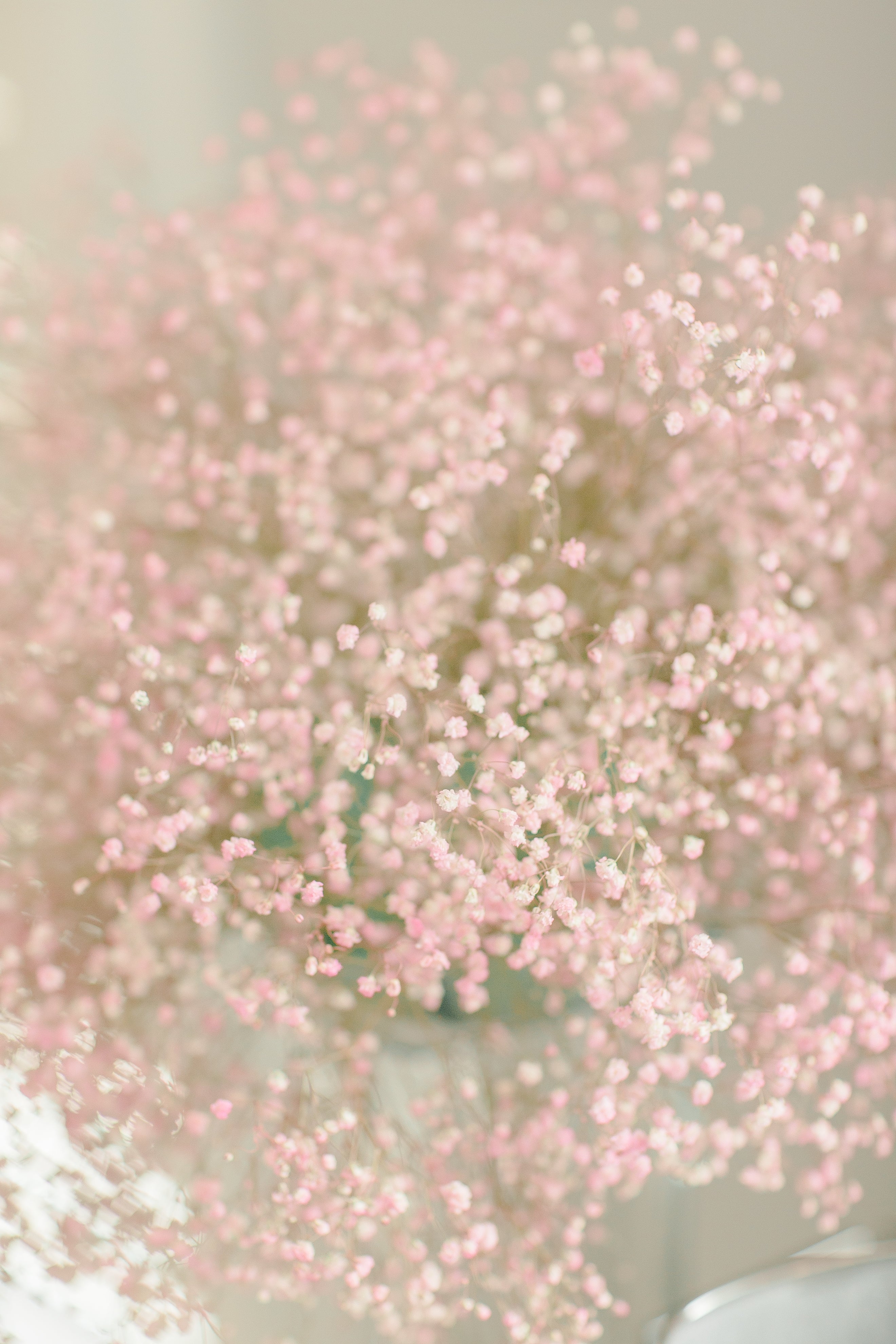 FLOWERS ON OXFORD Brisbane Bulimba Florist