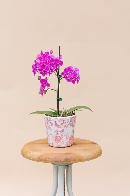 Mini Orchid Plant (Pot Not Included)
