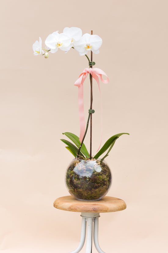 Orchid Plant Fishbowl Arrangement