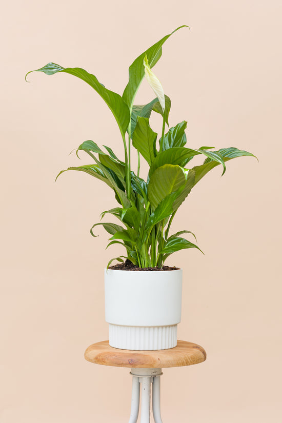 Potted Peace Lily